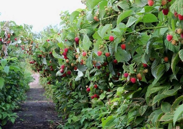 Правильный уход за малинником - Agrobiz.net