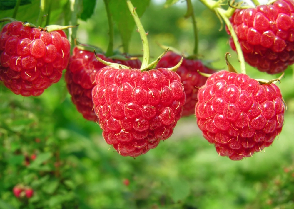 Подготовка малины к зиме - Agrobiz.net