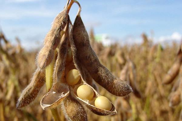 Популярные сорта сои - Agrobiz.net