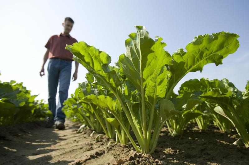 Свекла сахарная: посев, выращивание и уход - Agrobiz.net