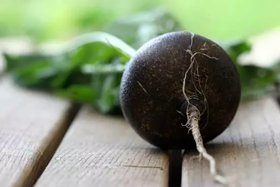 Витамины впрок: посев черной редьки для зимнего хранения - Agrobiz.net