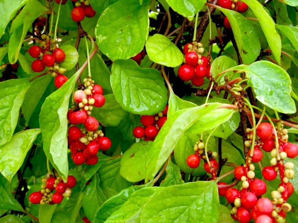 Лимонник китайский - Agrobiz.net